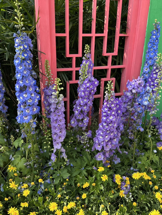 百花齊放的香港花卉展覽2025🥰😘😍💐🌺🪻🌸🌻🌞
