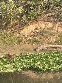 Safari in Chitwan