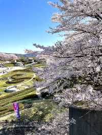 【宮城×春旅】 桜、チューリップ、雪山、青空のの絶景スポット