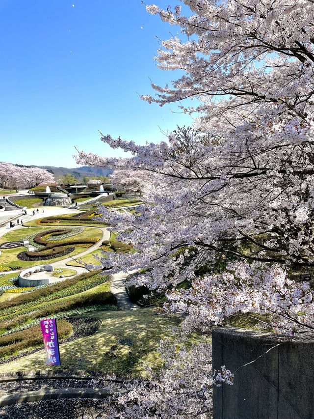 【宮城×春旅】 桜、チューリップ、雪山、青空のの絶景スポット