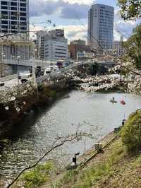 Cherry Blossoms in Full Bloom at Tokyo Garden Terrace Kioicho