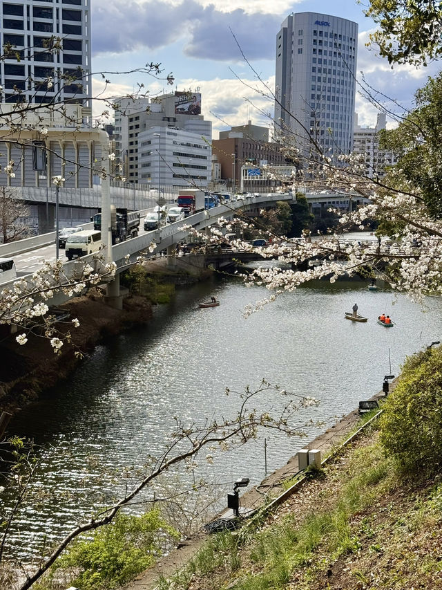 Cherry Blossoms in Full Bloom at Tokyo Garden Terrace Kioicho