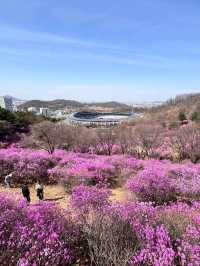 🌸 분홍빛 물결에 빠지다 – 진달래축제