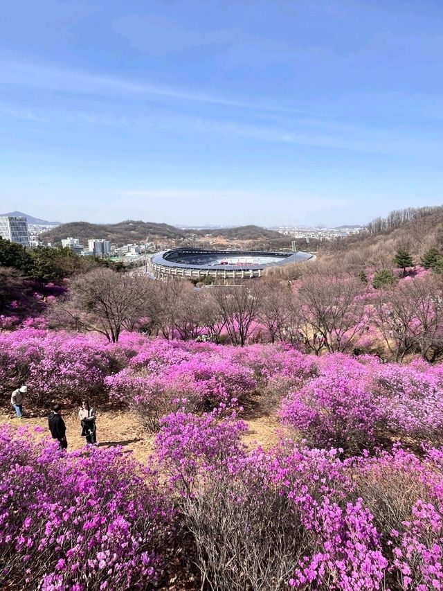 🌸 분홍빛 물결에 빠지다 – 진달래축제