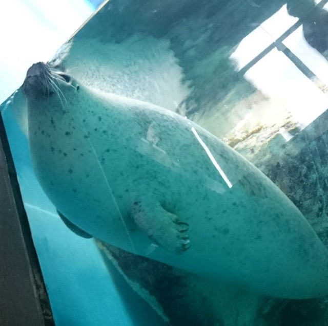 【日本】大洗水族館で海洋生物を観察！