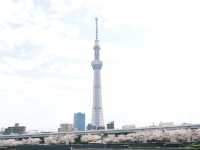【東京】今が見頃！桜スポット