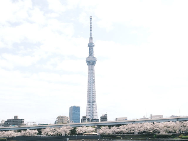 【東京】今が見頃！桜スポット