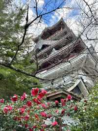 Spring at Fushimi-Momoyama Castle: Stunning Camellias in Bloom