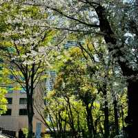 中島公園•櫻花下的城市綠洲
