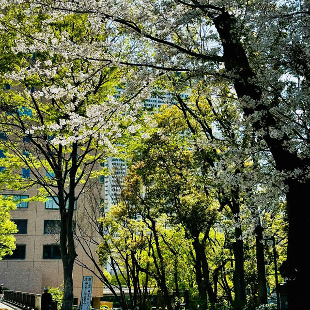 中島公園•櫻花下的城市綠洲