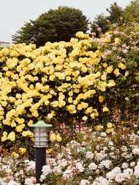 Anticipating the Bloom: A Spring Visit to Dodang's Green Spaces 