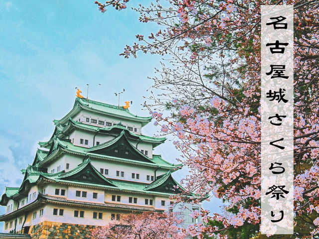 【名古屋】春の風物詩✨名古屋城のさくら祭り🏯🌸