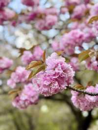 A Spring Stroll at Kyunakagawa Mizube Park