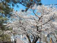 釜山海雲台藍線公園青沙浦站，是絕佳海景跟櫻花觀賞點。