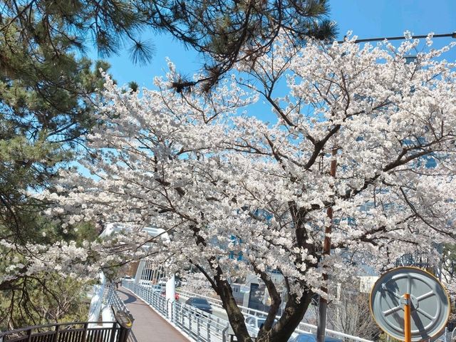釜山海雲台藍線公園青沙浦站，是絕佳海景跟櫻花觀賞點。