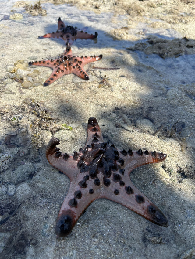 【フィリピン】天然ヒトデに会える島