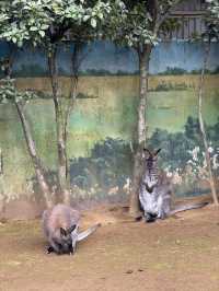 東京景點｜江戶川區自然動物園