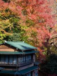 絶景と神聖が交わる登山道！神奈川・大山へ紅葉ハイク🍁⛰️