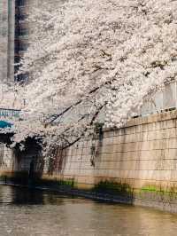 【天王洲】満開の桜！目黒川クルーズ🌸