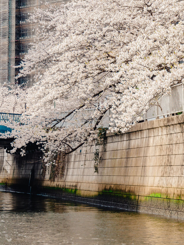 【天王洲】満開の桜！目黒川クルーズ🌸
