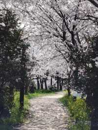 “Jeju in Bloom: A Pink Paradise Awakened”