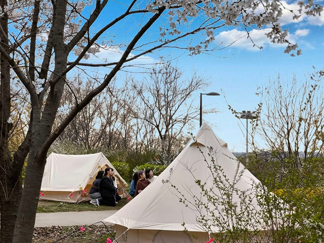 “Spring in Seoul: Yeouido’s Cherry Blossom Symphony”