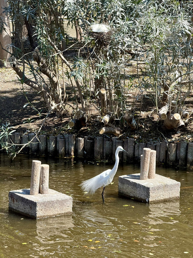 Spring Fun at Yokojukken-gawa Shinsui Park