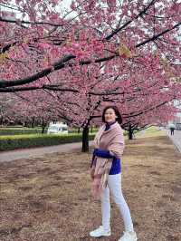 Spring Blossoms Season in Tokyo