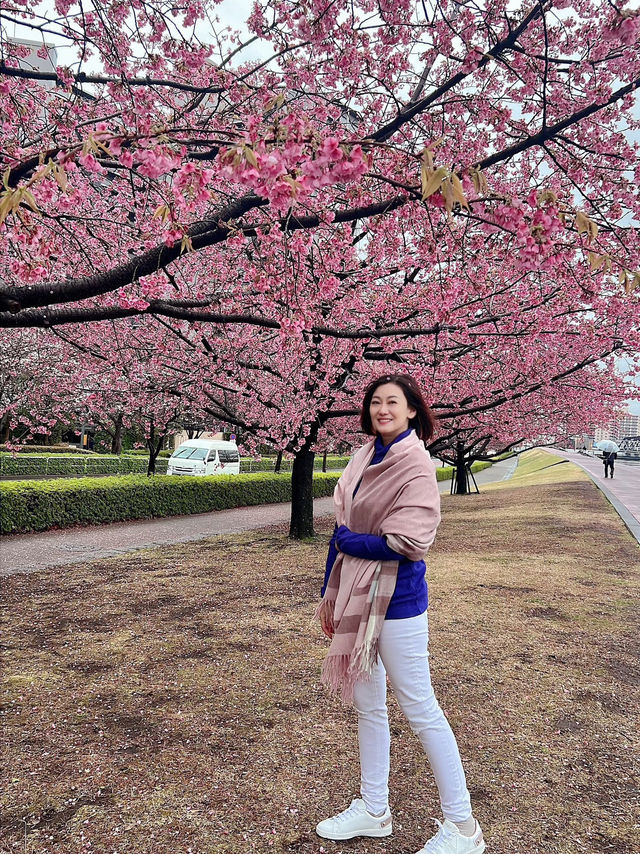 Spring Blossoms Season in Tokyo