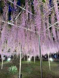 【栃木】一生に一度は見てみたかった藤の絶景スポット