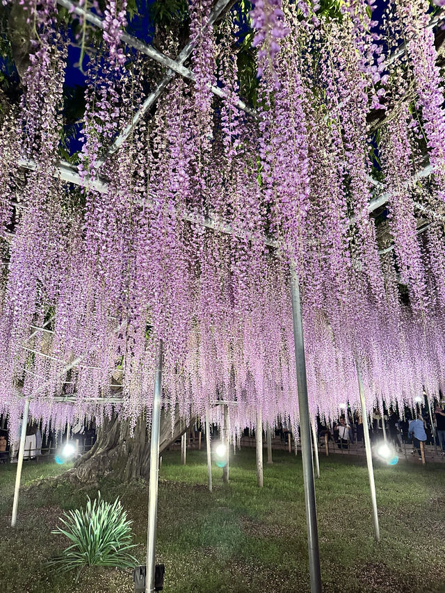 【栃木】一生に一度は見てみたかった藤の絶景スポット