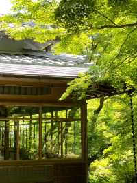 【京都】青紅葉、苔の緑、空、水の流れに魅了される素晴らしい空間