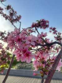Cherry Blossoms Guide at Tung Chung Hongkong