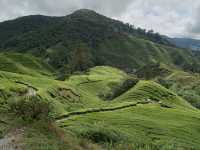 Cameron Highlands trek