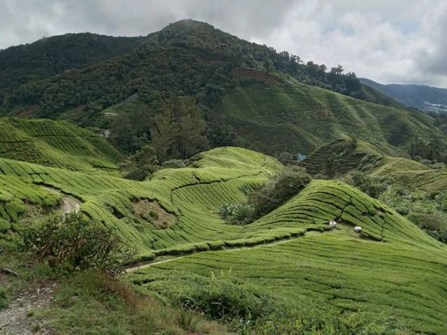 Cameron Highlands trek