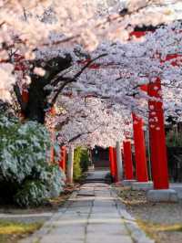 Takenaka Inari Shrine Cherry Blossoms– Kyoto’s Best-Kept Secret Tunnel