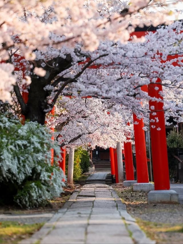 Takenaka Inari Shrine Cherry Blossoms– Kyoto’s Best-Kept Secret Tunnel