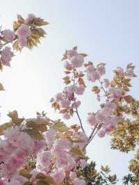 🌸 Spring Family Outing: Healing Vibes at Xujiahui Park 🌸