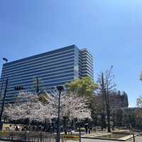 I Couldn’t Believe This Was in Tokyo… Until I Took a Spring Stroll Through Nakano Central Park!