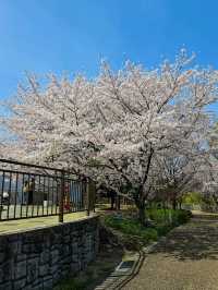 Iwagaike Park 🌷🪻🌸