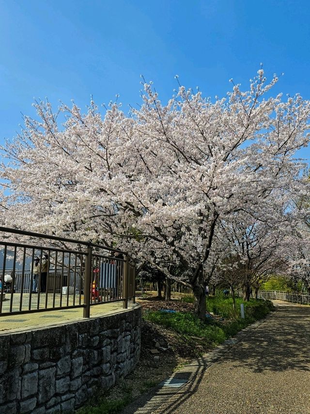 Iwagaike Park 🌷🪻🌸