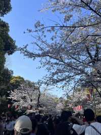 【東京】花見スポット3選🌸