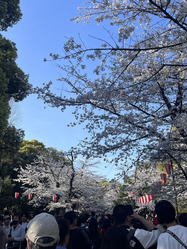 【東京】花見スポット3選🌸
