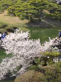 Shikoku's Cherry Blossom Spectacular—Don't Miss Out!