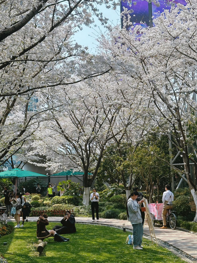 📍Lujiazui Cherry Blossom Walk