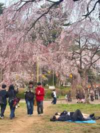 🌸【仙台賞櫻必訪】西公園 × 榴岡公園｜夜櫻絕景、枝垂櫻秘境、美食市集全攻略  🌸
