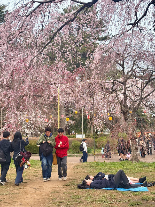 🌸【仙台賞櫻必訪】西公園 × 榴岡公園｜夜櫻絕景、枝垂櫻秘境、美食市集全攻略  🌸