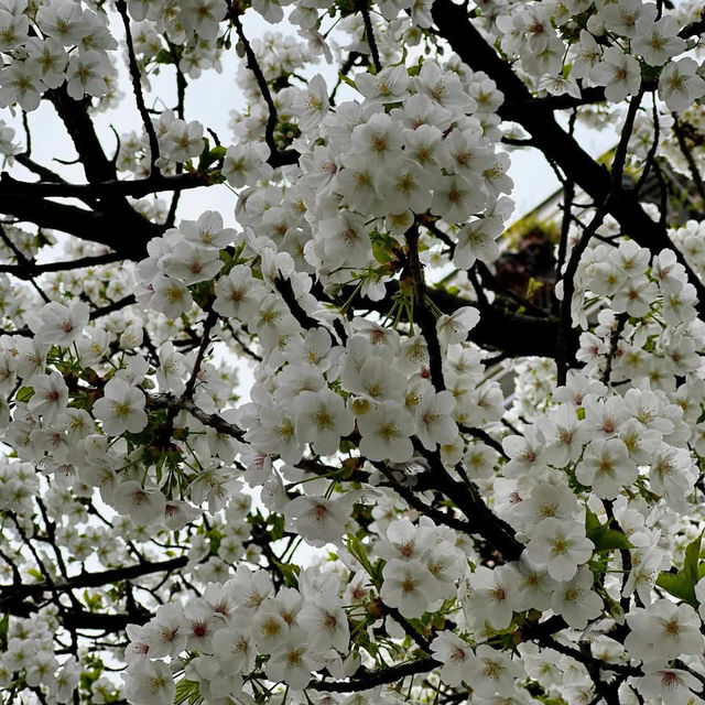 Spring Blooms in Zurich: A Floral Wonderland