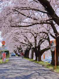 Miyagi's One-Mile Cherry Blossoms (Ippon Senbon Zakura) - A Must-See Sakura Experience! 🌸