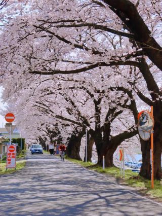 Miyagi's One-Mile Cherry Blossoms (Ippon Senbon Zakura) - A Must-See Sakura Experience! 🌸